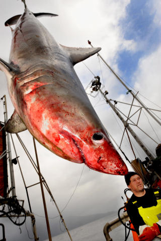 TO METER LANG: Her henger haien over dekket. Foto: Knut Arne Aarset, Sunnm�rsposten