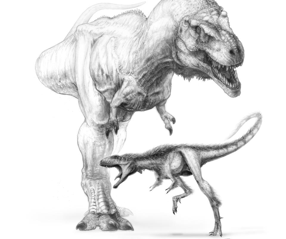 VOKSTE SEG STOR: Forskere er forbl�ffet etter at Raptorexen (den lille p� bildet) har mange av de samme egenskapene som Tyrannosaurus rexen (den store p� bildet). Raptorexen levde 125 millioner �r f�r T-rexen. Man gikk tidligere ut i fra at Tyrrannosaurusen utviklet de sm� armene og kraftige beina i l�pet av sin utvikling, men n� kan det se ut til at trekkene var utviklet 60 til 70 millioner �r f�r.  Foto: AP/Scanpix