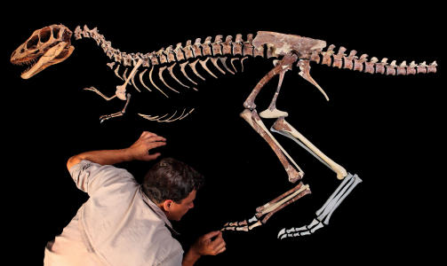 TYRANNOSAURUS RAPTOREX: Paleontolog Paul Sereno er forbl�ffet. Foto: AFP PHOTO/AAAS/Mike Hettwer/Scanpix