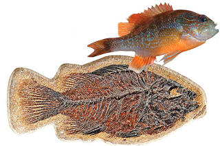 HELT LIKT: Den tyrkiske kreasjonisten Harun Yahyas mener dyrene som lever i dag er helt like som da de ble skapt, og sammenligner fossiler med dagens dyr. Denne fisken p�st�s � ha eksistert uforandret i 54 til 37 millioner �r. Fra: Skapelsens Atlas, utgitt av BAV