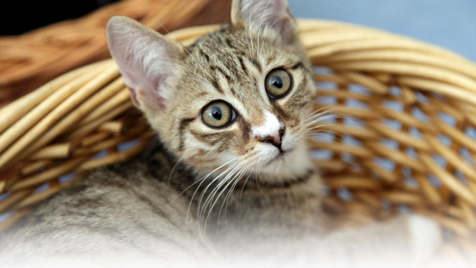 VIL HA REGISTER: Mattilsynet g�r inn for obligatorisk merking av katter og et eget katteregister. Denne katten er en av n�rmere 60 kattunger som i sommer kom til Kattehuset, hjelpesenteret for hjeml�se katter i Oslo og Akershus. Foto: GEIR B�LSTAD