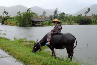  OVERSV�MT: En gutt sitter p� en vannb�ffel ved oversv�mte hus i en landsby i Quang Tri-provinsen. Foto: AFP PHOTO / HOANG DINH Nam