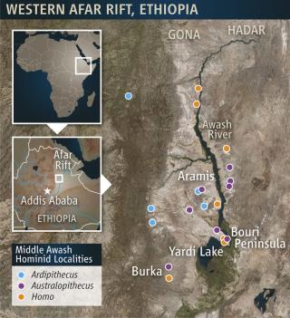 ARDIS HJEM: Ardi ble funnet ved Afar Rift i Etiopia, et vulkansk omr�de kjent for mange fossilfunn. Illustrasjon: Reuters