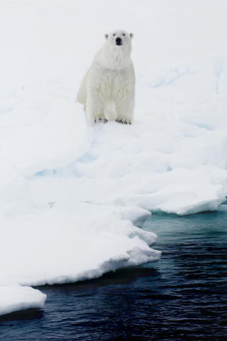 SVALBARD: Isbj�rn p� Svalbard.  Foto: Lars Myhren Holand/Dagbladet