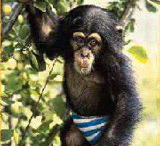 BABY: Her er Julius som liten baby. Han ble forlatt av sin mor, men knuste TV-seernes hjerter. Foto: Kristiansand dyrepark BABY: Her er Julius som liten baby. Han ble forlatt av sin mor, men knuste TV-seernes hjerter. Foto: Kristiansand dyrepark