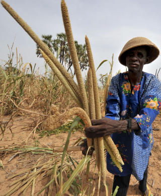 GJ�R SITT BESTE: Denne bonden i landsbyen Selbo i Burkina Faso h�ster inn avlingen. Men aldri har flere sultet enn n�. Foto: AFP PHOTO / ISSOUF SANOGO / Scanpix