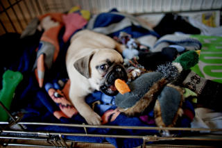  SMITTEFARE:  Mattilsynet frykter at Wilma skal spre rabies og bendelorm. Foto: KRISTER S�RB�.