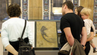 ET SPEIL? Fossilet vakte oppsikt verden over, etter at det ble presentert som en form for missing link mellom tidlige primater og mennesker. Foto: AFP PHOTO/Shaun Curry/SCANPIX