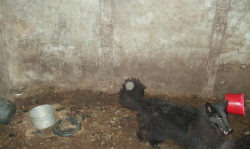FORLATT I TO D�GN:  Her er synet som m�tte Dyrevernsnemda da de m�tte opp p� kennelen. Foto: Dyrevernsnemda