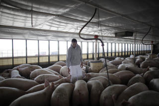 EN KRAFTIG BLANDING: Analyser av det nye viruset viser at det best�r av genmateriale fra fugl, mennesker og griser, og mest sistnevnte. Men det er ikke p�vist at svineinfluensaen oppsto i de digre griseproduksjonshallene i La Gloria.  Foto: AP/Alexandre Meneghini