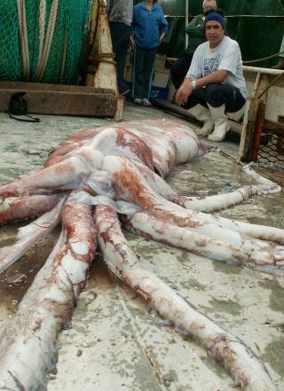 MMM, BLEKKSPRUT: Mytiske, ja, pene, nei. Denne kjempeblekkspruten ble fanget av et fiskenett utenfor Australia i 2008. Den veide om lag 230 kilo. Foto: EPA/Scanpix/HANDOUT