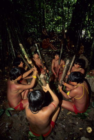 STAMMESAMFUNN: Omtrent 30 000 Yanomami-indianere bor spredt i grenseomr�det mellom Brasil og Venezuela. Kvinnene p� bildet knuser planter for � f� ut saften som skal brukes som en slags rotenon-behandling av lokal fiskeelv. Fisken flyter opp, og indianerne kan plukke dem til mat. 
FOTO: ARNE N�VRA / SCANPIX