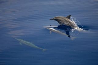 SV�MMER I OLJES�L: WWF har fotografert dyr som oppholdt seg i de forurensede omr�dene. Foto: WWF.