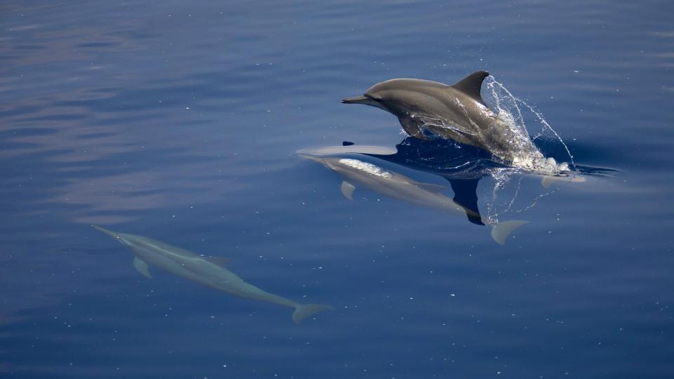 VOKSAKTIGE FLEKKER: Delfiner sv�mmer blant rester av oljes�let i Timorhavet. Foto: WWF.