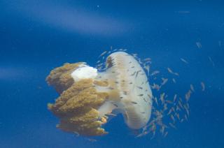  EN MANET De hvite flekkene i vannet er oljerester, if�lge WWF. Foto: WWF.