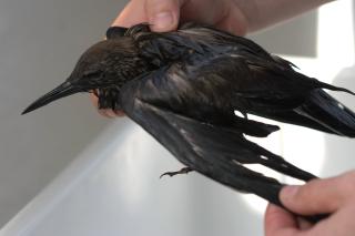 OLJESKADD: Sj�fugler er utsatt. Foto: WWF.