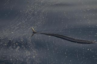  GIFTIG: Oljes�let kan v�re farlig for dyrene, if�lge WWF. Foto: WWF.