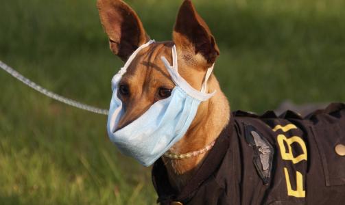 BEKYMRET EIER: Denne hunden i Enshi i Kina har f�tt en munnbind i beskyttelse mot svineinfluensa. Foto: REUTERS/China Daily/Scanpix