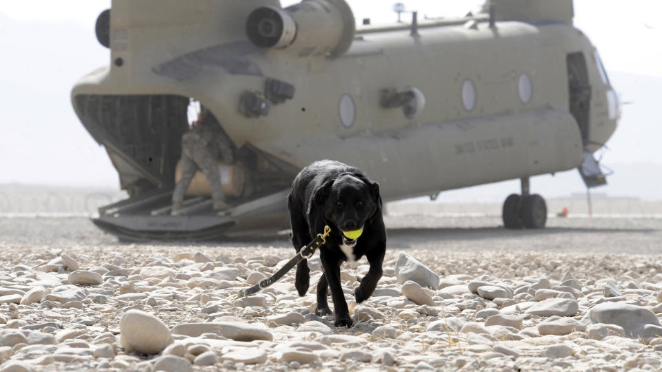 MISSING IN ACTION: Sabi forsvant p� jobb i Afghanistan for nesten 14 m�neder siden. Her er bombelabradoren foran et amerikansk CH-47 Chinook-helikopter ved basen i Tarin Kowt. Foto: AFD