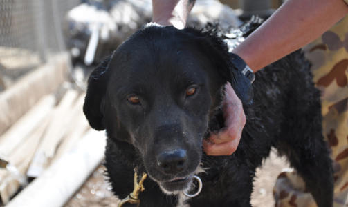 KOMMER HJEM: Sabi skal n� testes for sykdommer f�r hunden sendes hjem til Australia. Foto: AFD