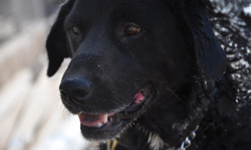 FUNNET I FORRIGE UKE: Sabi ble funnet av en amerikansk soldat p� en �de base i Uruzgan. Soldaten sier at han med en gang skj�nte at Sabi var en spesiell hund, den skj�nte blant annet kommandoene den fikk. Foto: AFD