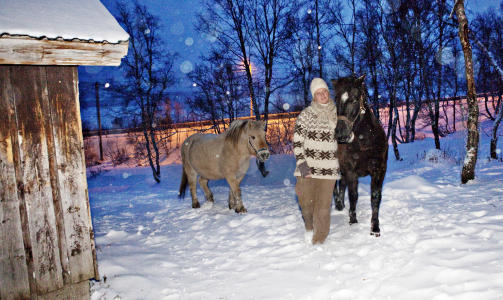 Inn i stallen: Fjordingen S�lvdokka og lynghestene Flint og Milla s�ker ly for sn�v�ret.