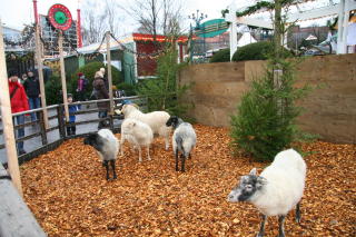 NORDENS ARK: Dyrene fra Sveriges naturdyrepark har f�tt plass i Liseberg i anledning jula.