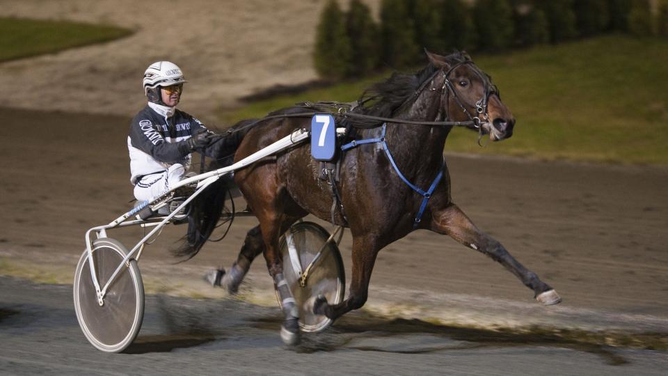 GIR SEG ALDRI. Michelle De Champs gir aldri opp. En sjelden egenskap og godt � vite for spillerne i V75-2 p� Momarken l�rdag. Foto: HESTEGUIDEN.COM.