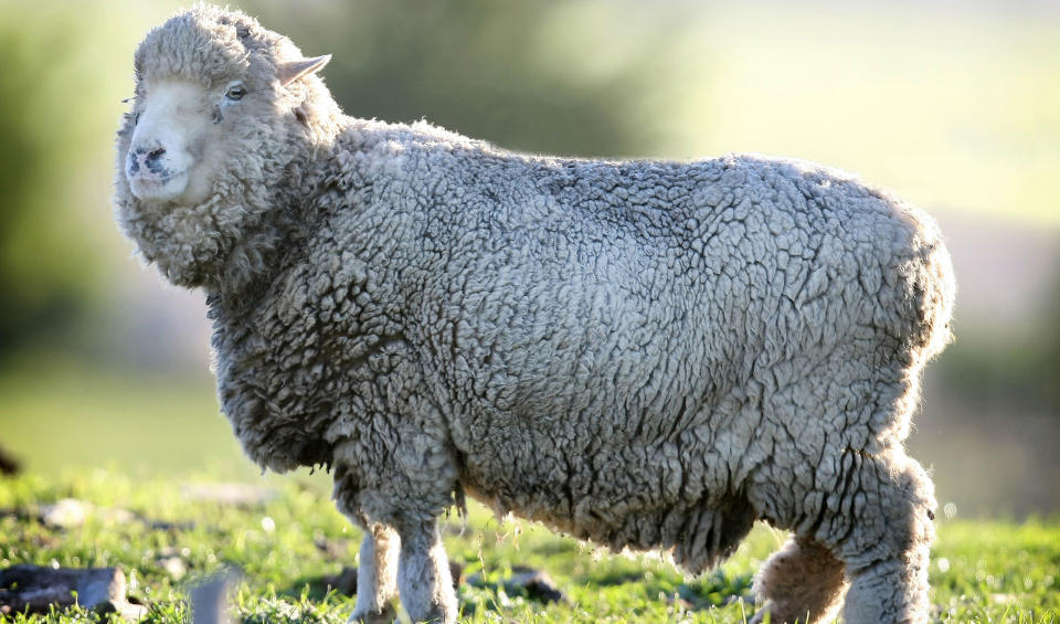 I GUINNESS: Sauen Lucky havnet i Guinnes som 21-�ring. Foto: AFP PHOTO / HERALD SUN/SCANPIX