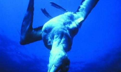  DRUKNET: Albatrossen er en av artene som trues av bifangst. Foto: WWF.