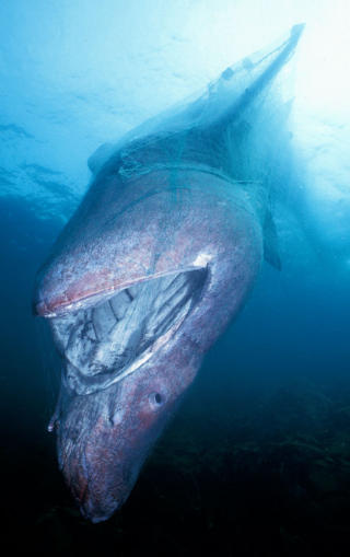 FANGET I GARNET: Brugde. Foto: WWF.
