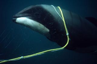  DELFIN: Tatt av line. Foto: WWF.