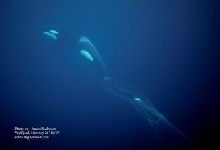 I VESTFJORDEN: En hval sleper p� et garn. Foto: WWF.