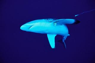 HAI: Fanget i line. Foto: WWF.
