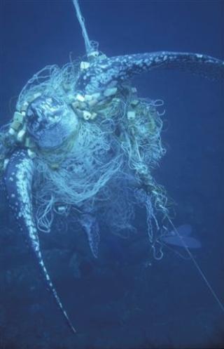  SURRET FAST: En havskilpadde har tullet seg inn i et garn. Foto: WWF.