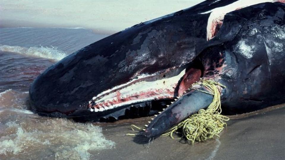 DREPES AV FISKEUTSTYR: En spermhval har tullet seg inn i en line. Foto: WWF.