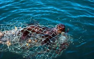 SEL: Fanget i garnet. Foto: WWF.