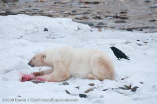 FOR STOR TETTHET: For stor tetthet av isbj�rner kan f�re til �kt kannibalisme. Foto: Daniel J. Cox/NaturalExposures.com