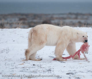 DESPERATE: Isbj�rnforsker Jan Aars sier isbj�rner kan drepe i desperasjon hvis de er sultne. Foto: Daniel J. Cox/NaturalExposures.com