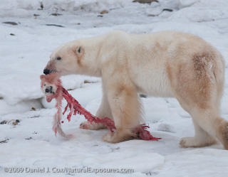 IKKE UVANLIG: Det er ikke uvanlig at isbj�rner spiser unger. Foto: Daniel J. Cox/NaturalExposures.com