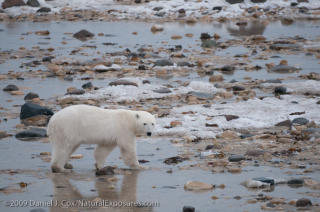 VARMERE: N�r isdannelsen begynner seinere om h�sten og smelter tidligere p� v�ren, m� isbj�rnen klare seg lenger p� egne fettreserver. Foto: Daniel J. Cox/NaturalExposures.com
