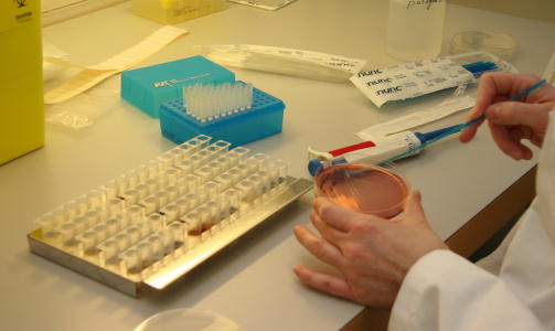 PR�VETAKING: Bilder fra Veterin�rinstituttets patogenlaboratorium i forbindelse med pr�vetaking av E.coli. Her er Trine Gr�nbeck ved seksjon for matbakteriologi og GMO som&nbsp;s�r ut E.coli-pr�ver. Foto: Hanne Mari Jordsmyr, Veterin�rinstituttet&nbsp; 
Mottatt fra e-post:  27.03.2009