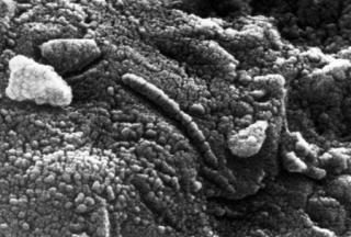 NANOFOSSILER: Forskerne mener at disse bittesm�, ormlignende strukturene p� meteoritten fra Mars kan v�re nanofossiler som har biologisk opphav. Foto: NASA