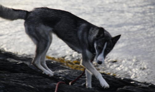 Bikkja mi, alaska husky, skriver Marius.