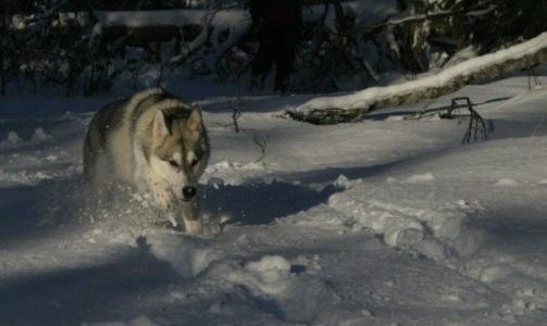 Tunsea 3,5 �r. Siberian/ malamute-blanding, skriver J�rgen.