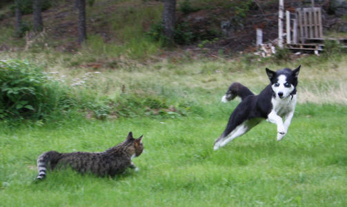 Hunden min Nanna p� 5 �r blir noen folk redde fordi hun ligner p� en ulv, skriver Magne.
