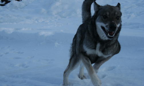 Jeg har en hund som ligner en ulv.  :)
 
Tyra 1,5 �r.   Rase: J�mthund, skriver Merete.