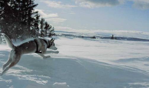 Jeg har en hund som likner litt p� en ulv (syns jeg).
Hun heter Safir, er 2 �r og er en Siberian Husky fra Run Roys kennel. 
Bildet er tatt p� golsfjellet sist p�ske, skriver Christoffer.