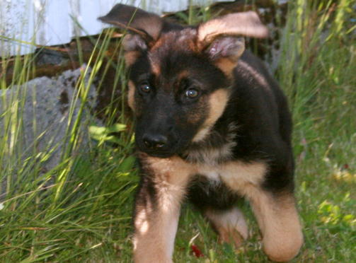 Her er en sv�rt nusselig ulvevariant. Rudy, her 3 mndr. N� 8 mndr, skriver Anne Lise.
