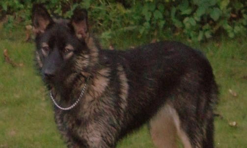 Mia �bondes Lea, 8 mndr,  halvt husky, halvt sch�efer